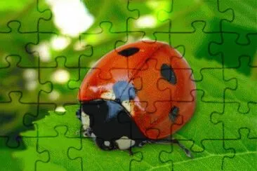 פאזל של coccinella