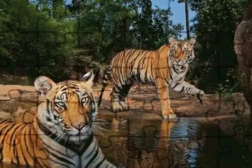 Tigers  Bandhavgarh National Park  India