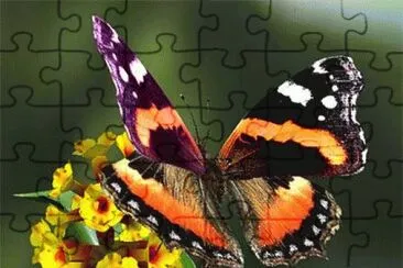 farfalla jigsaw puzzle