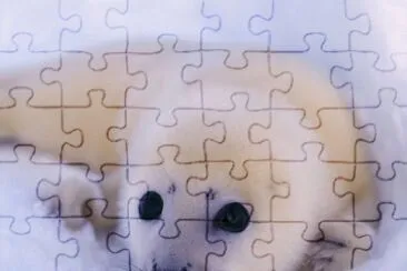 foca jigsaw puzzle