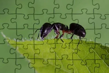 formica jigsaw puzzle