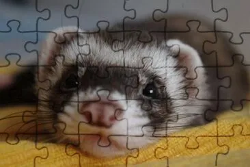 furetto
