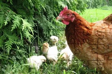 gallina jigsaw puzzle