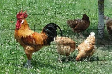 gallo jigsaw puzzle