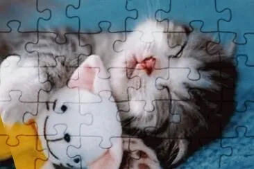 gatto