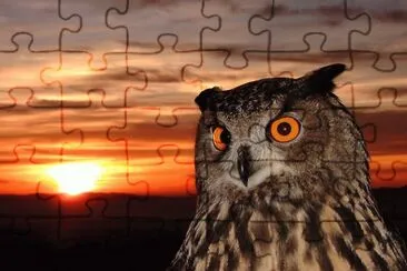 gufo jigsaw puzzle