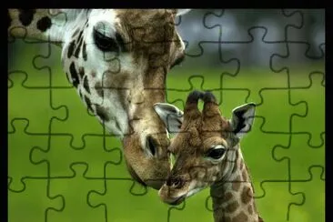 פאזל של giraffa