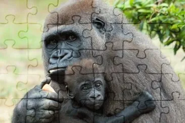 gorilla jigsaw puzzle