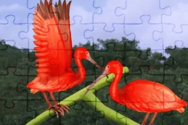 פאזל של ibis