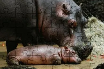 פאזל של ippopotamo