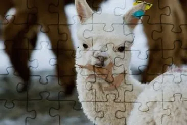 פאזל של lama