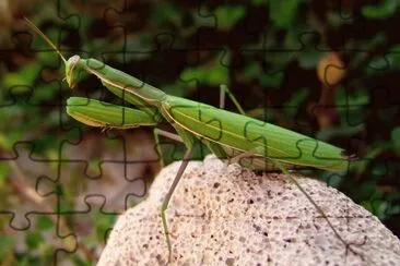 mantide jigsaw puzzle