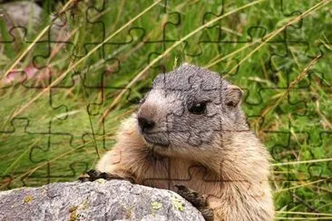 marmotta jigsaw puzzle