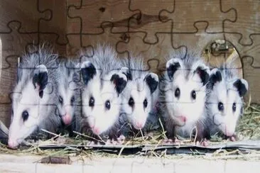 opossum jigsaw puzzle