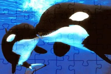 orca