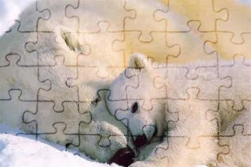 orso jigsaw puzzle