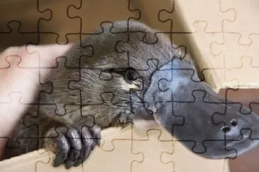 ornitorinco jigsaw puzzle