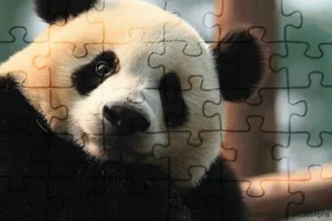 panda jigsaw puzzle