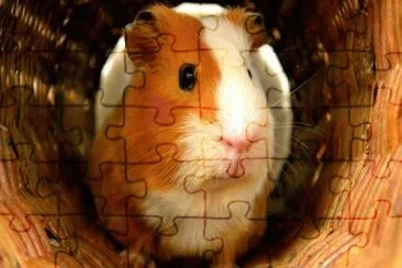 porcellino d 'india jigsaw puzzle