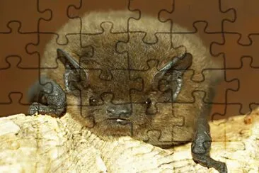 pipistrello jigsaw puzzle