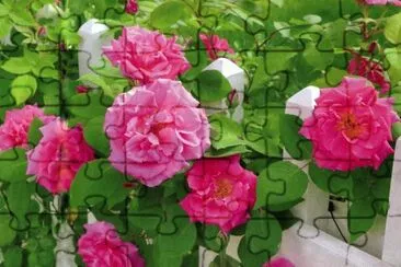 Roser jigsaw puzzle