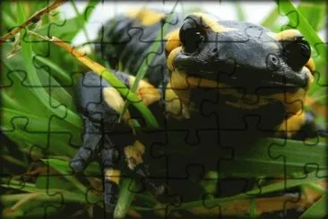 salamandra