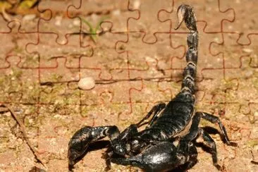 scorpione