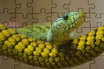 serpente