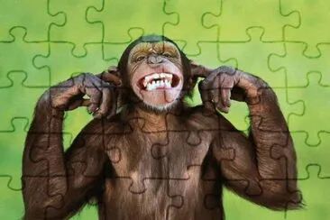 scimmia jigsaw puzzle