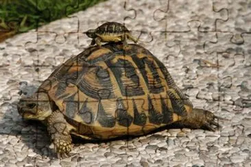 tartaruga
