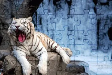 tigre bianca