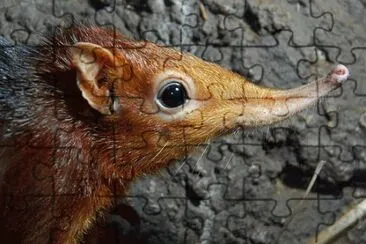 toporagno