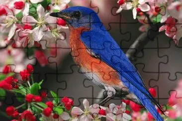 uccello