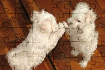Bichon MaltÃ©s #2