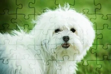 Bichon MaltÃ©s #3 jigsaw puzzle