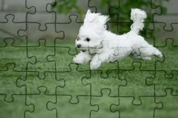 Bichon MaltÃ©s #4 jigsaw puzzle