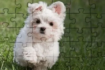 Bichon MaltÃ©s #5 jigsaw puzzle