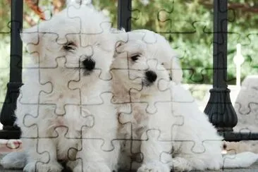 Bichon MaltÃ©s #7 jigsaw puzzle