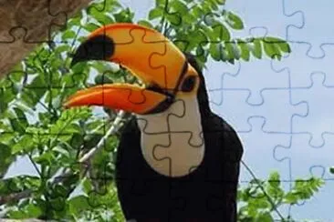 Tucano