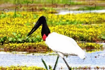 Tuiuiu do Pantanal - Mato Grosso