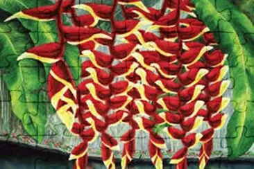 Heliconia