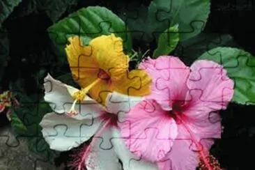 Hibiscos jigsaw puzzle