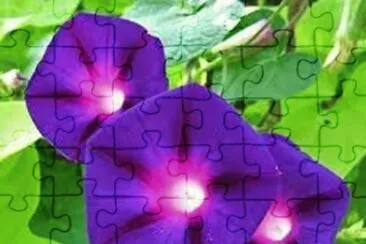 פאזל של IpomÃ©ia