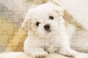 Bichon MaltÃ©s #9 jigsaw puzzle
