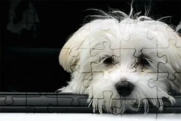 Bichon MaltÃ©s