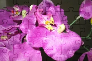פאזל של LILAS - LILAS