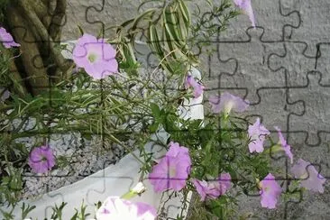 DELICADAS