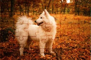 perros samoyedo jigsaw puzzle