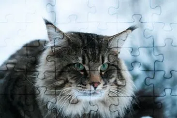 skogkatt jigsaw puzzle