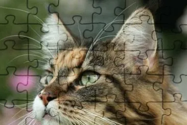 skogkatt jigsaw puzzle